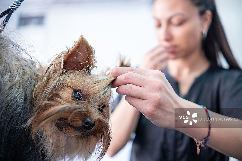 女美容师给小狗理发图片素材