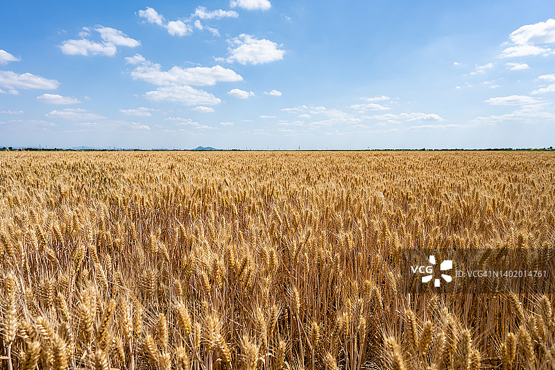 麦田图片素材