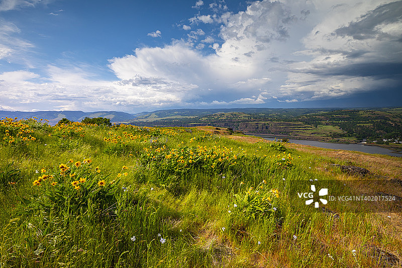 罗威纳山脊哥伦比亚河峡谷的野花图片素材