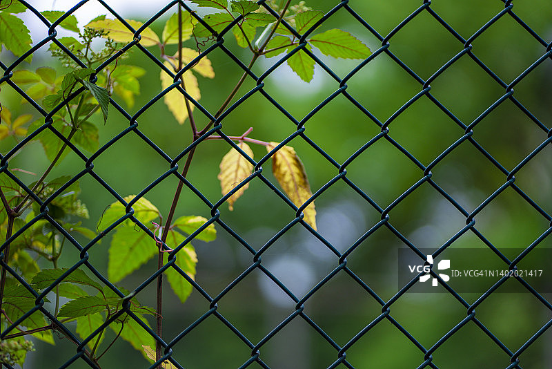 金属栅栏上生长的绿色常春藤图片素材