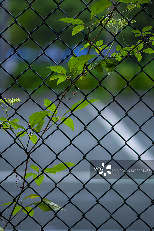 金属栅栏上生长的绿色常春藤图片素材