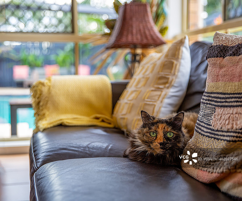 玳瑁猫坐在皮沙发上图片素材