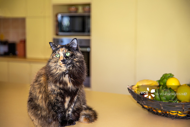 玳瑁猫坐在厨房长凳上图片素材