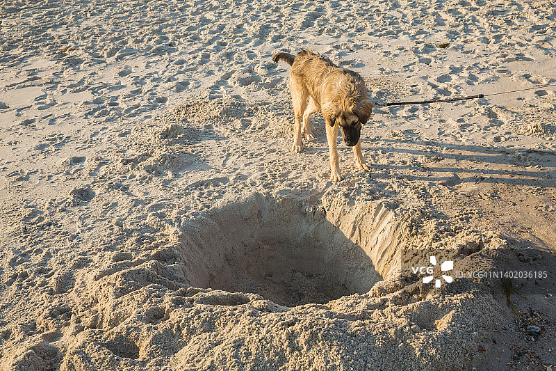海滩上好奇的狗，有趣的狗看着沙洞，印象深刻图片素材