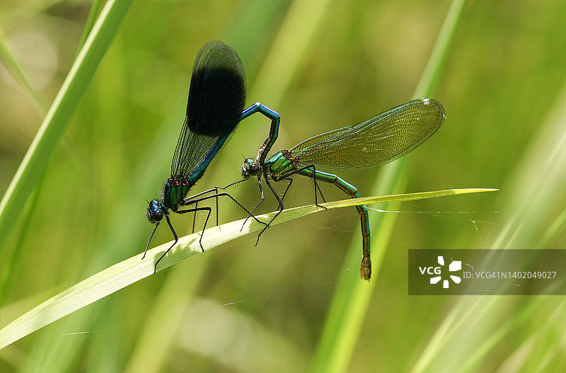 栖息在芦苇上的一对宽带黛色蜻蜓图片素材