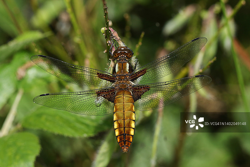 宽体蜻蜓栖息在植物上图片素材