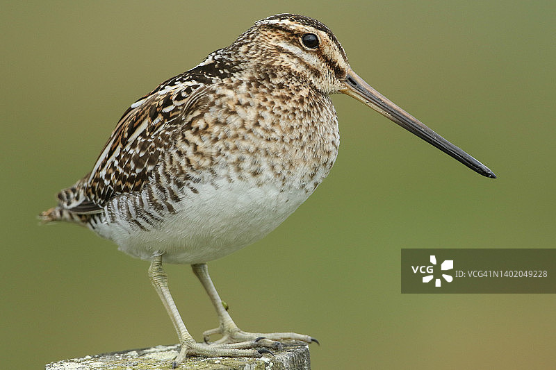 在英国达勒姆沼泽的繁殖季节，美丽的扇尾沙锥栖息在栅栏柱上图片素材