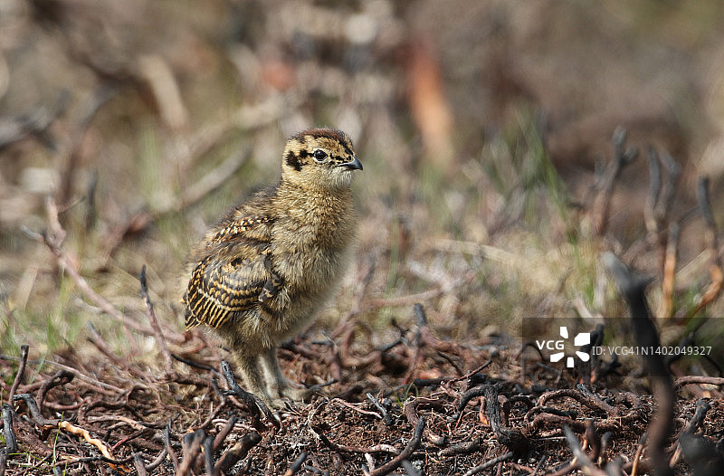 英国达勒姆沼泽地中的可爱红松鸡图片素材