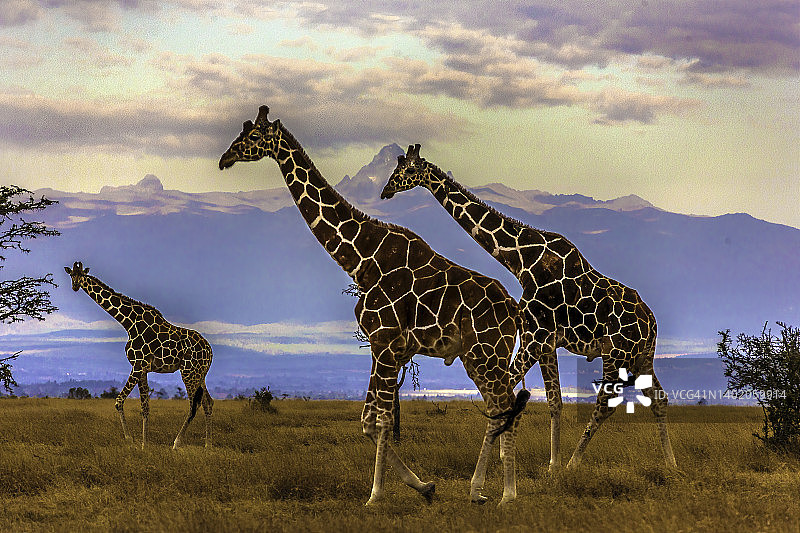 肯尼亚山前的网纹长颈鹿图片素材