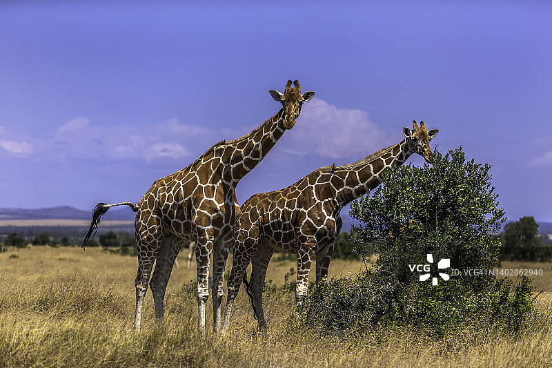 肯尼亚莱基皮亚草原上的网纹长颈鹿图片素材
