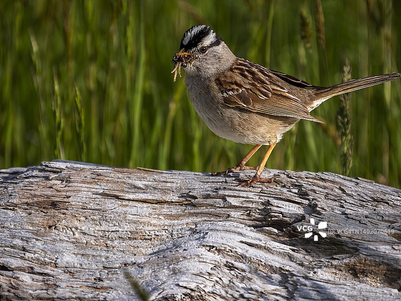 2022 05 19 白冠麻雀 - WA 008图片素材