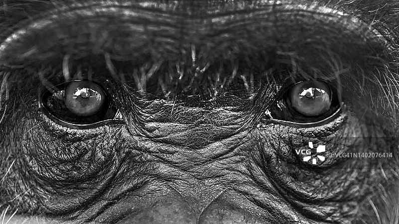 黑猩猩保护区内的黑猩猩眼睛图片素材