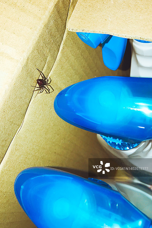 纸箱里的蜘蛛图片素材