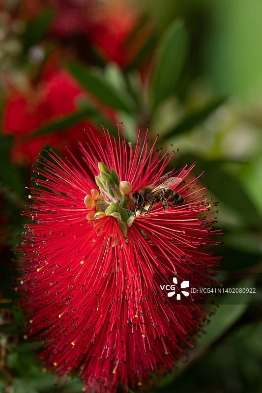 阳光明媚的日子里，公园里的红千层在春天盛开。蜜蜂飞来采集花粉，为树枝上盛开的红色花朵授粉。特写，选择性聚焦。美丽的屏幕保护程序，自然背景。环境保护图片素材