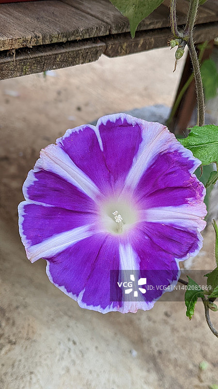 日本牵牛花与富士山图片素材