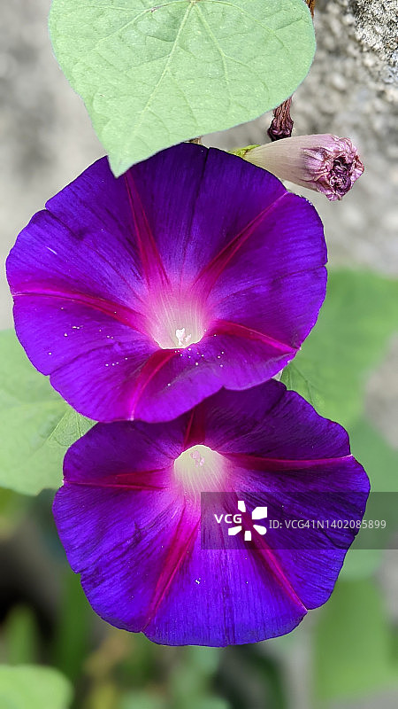 紫色牵牛花图片素材