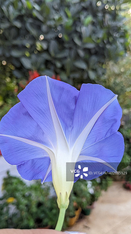 天蓝色的牵牛花图片素材