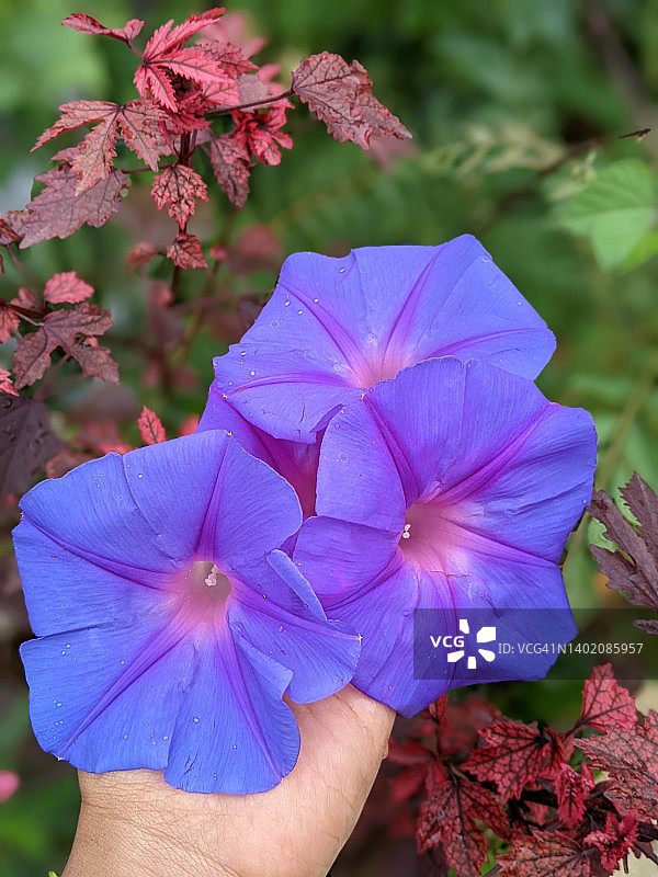 紫色日本喇叭花图片素材