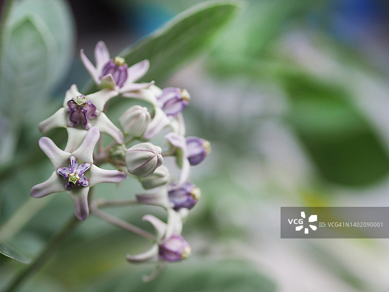 花冠，Calotropis gigantea，萝藦科，马利筋亚科，五个萼片，锥体连接在一起，呈深紫色和柔和的紫色图片素材