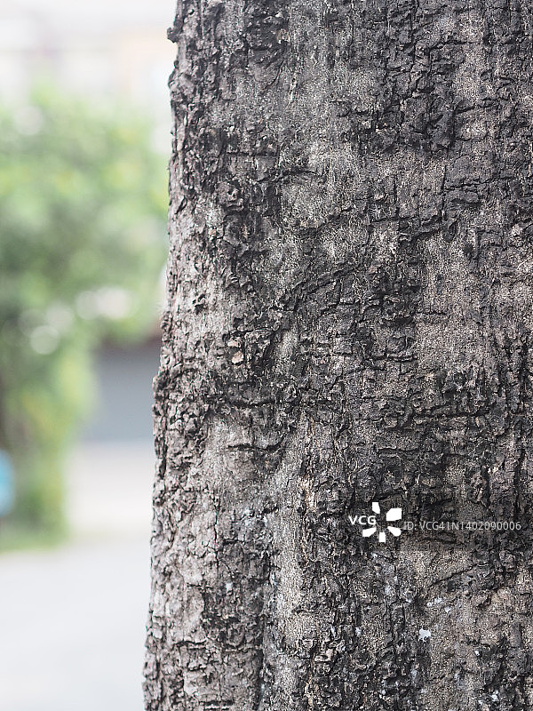 树皮树干粗糙表面纹理背景图片素材