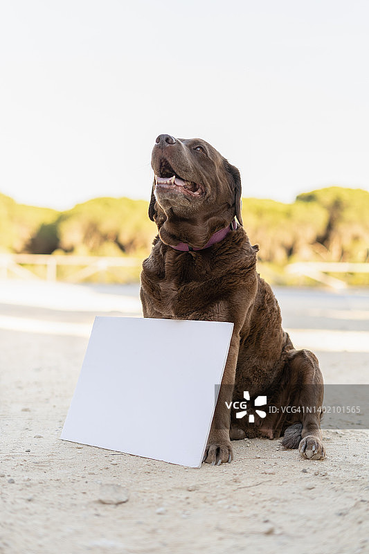 户外坐着，带着白色空白板的狗狗肖像图片素材