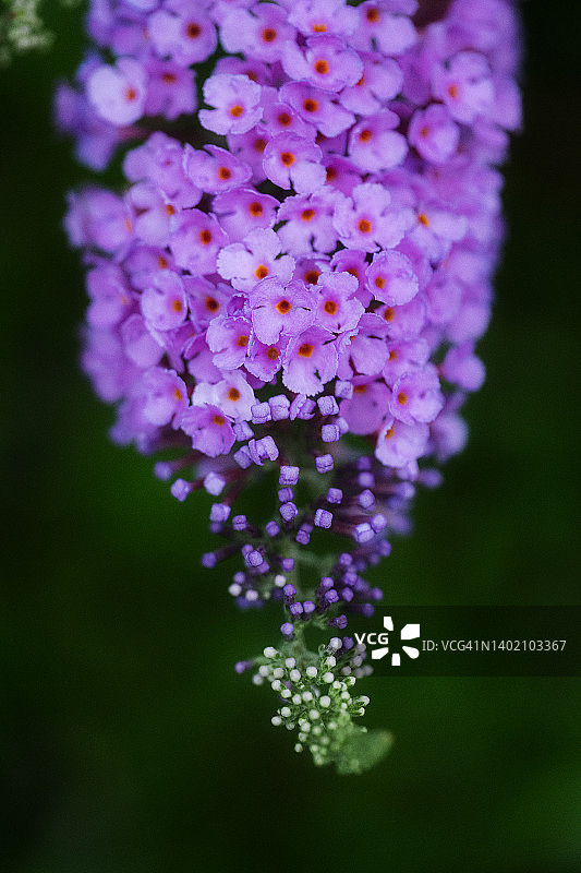 夏季紫丁香图片素材