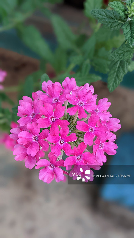 马鞭草图片素材