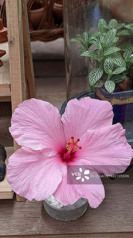 芙蓉花图片素材