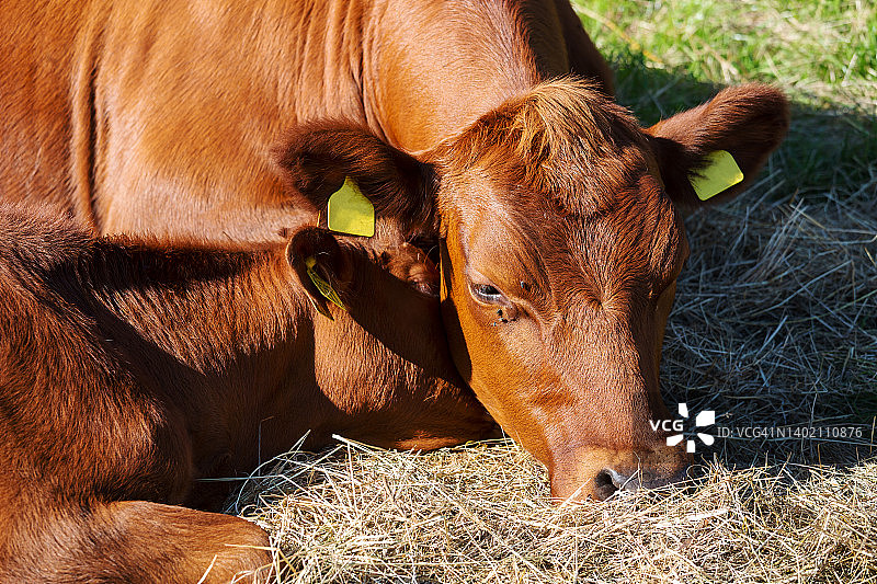 一头休息的奶牛图片素材