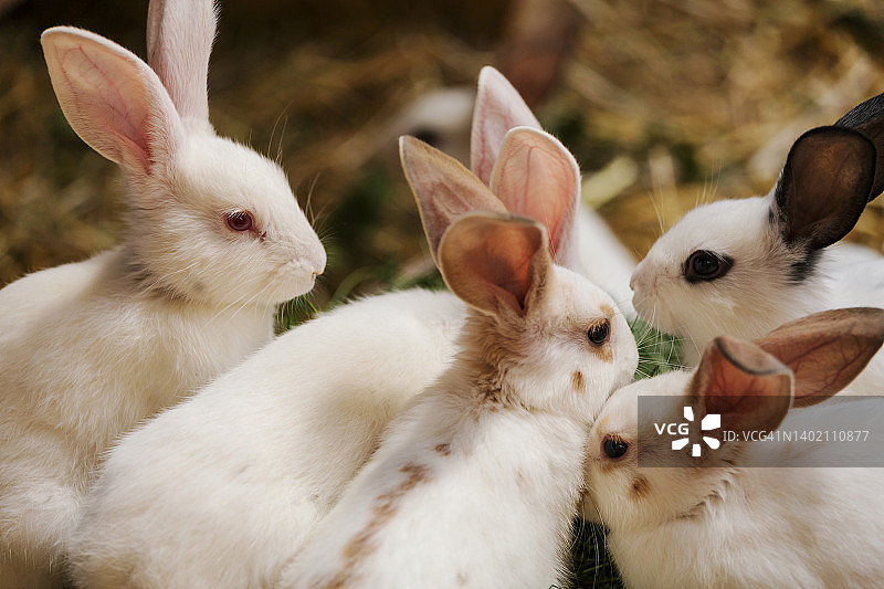 白色兔子图片素材