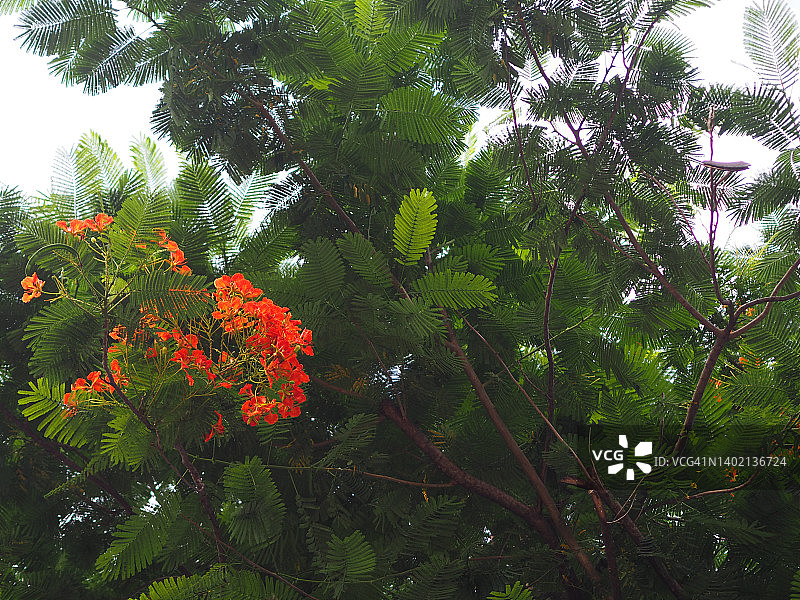 红色凤凰花盛开的树图片素材