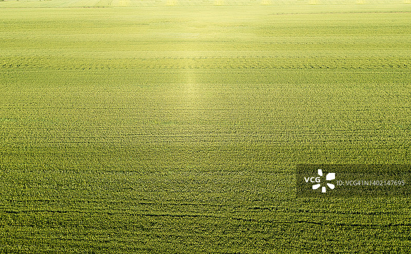 绿色麦田航拍图片素材