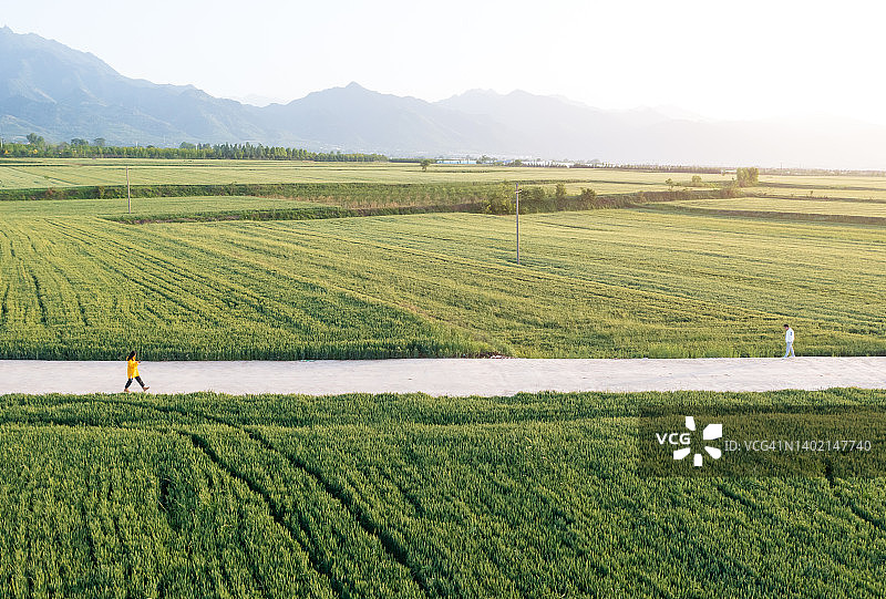 绿色麦田航拍图片素材
