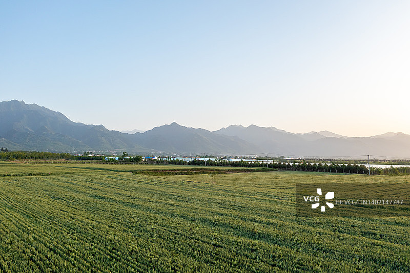 绿色麦田航拍图片素材