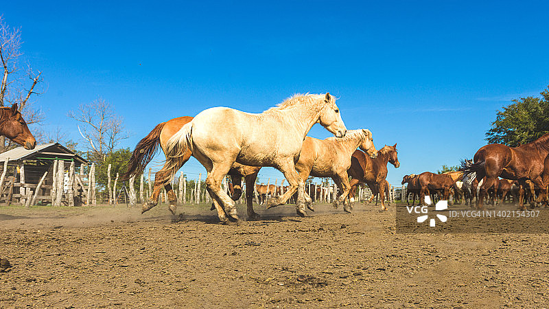 奔腾的群马图片素材
