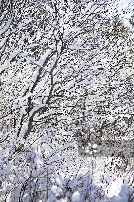 莫尼甘岛早晨阳光下，无叶灌木丛上覆盖着厚厚的新鲜积雪图片素材