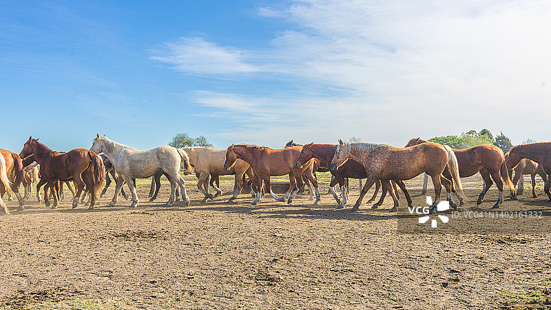 在荒野中飞奔的野马图片素材