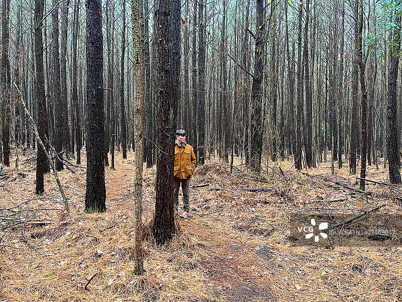 冬季，男人在松树林中徒步和探险图片素材