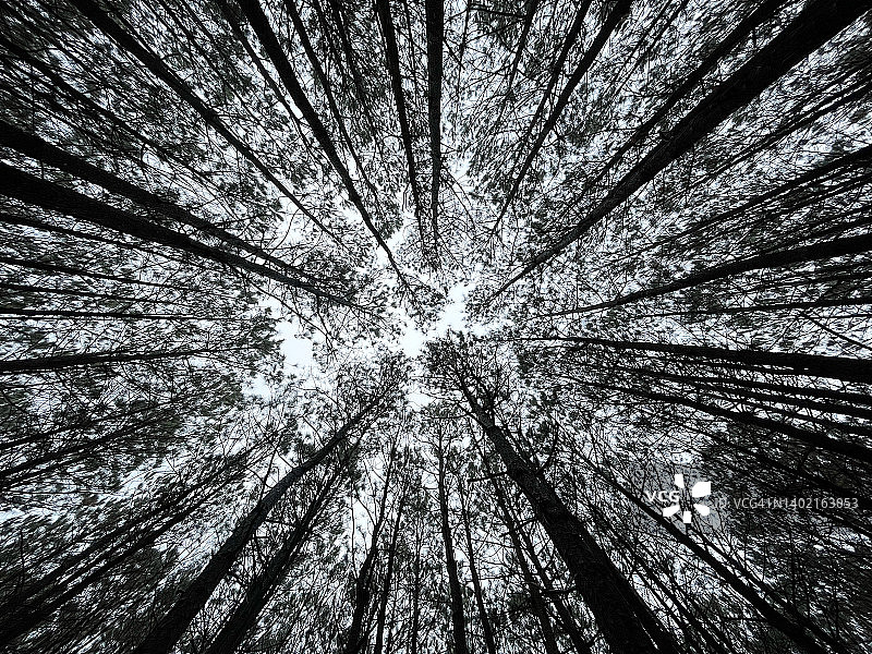 高耸的松树下的森林图片素材