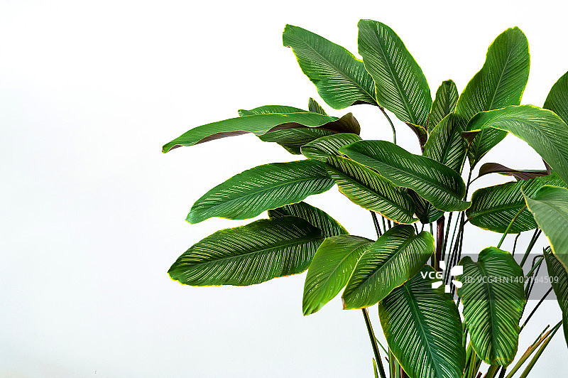 黑盆中的条纹竹芋图片素材