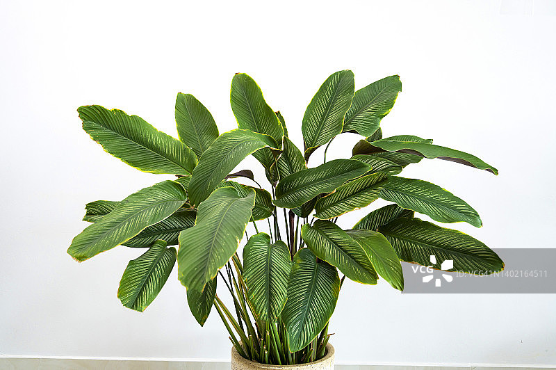 黑盆中的条纹竹芋图片素材