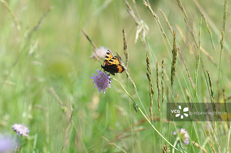 小红蛱蝶图片素材