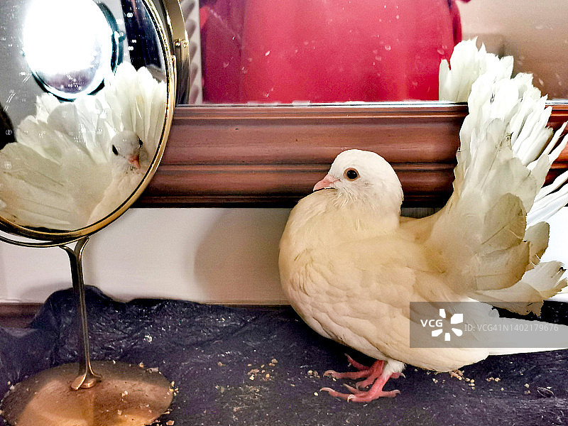 白色扇尾鸽图片素材