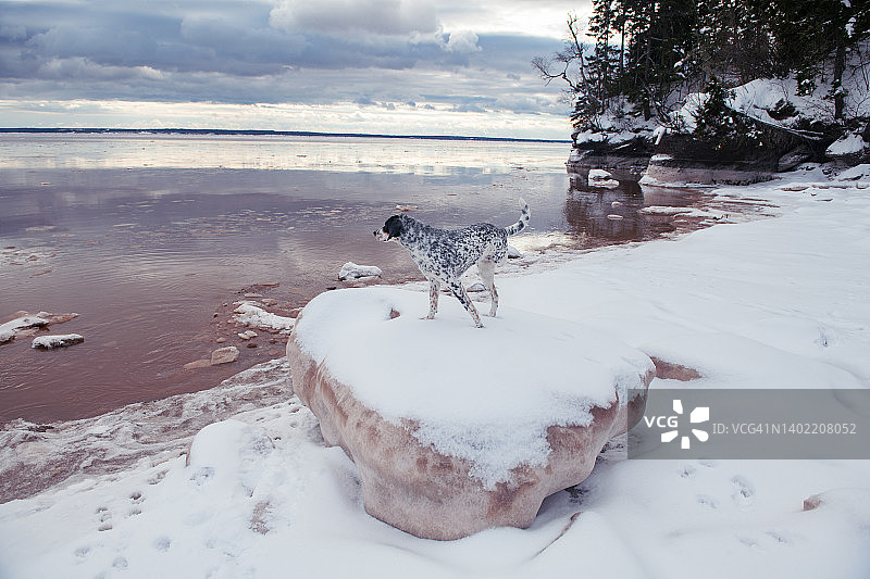 泥泞积雪海湾中欣赏景色的斑点三腿狗图片素材