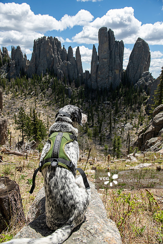 我的狗欣赏着黑山的大尖顶图片素材