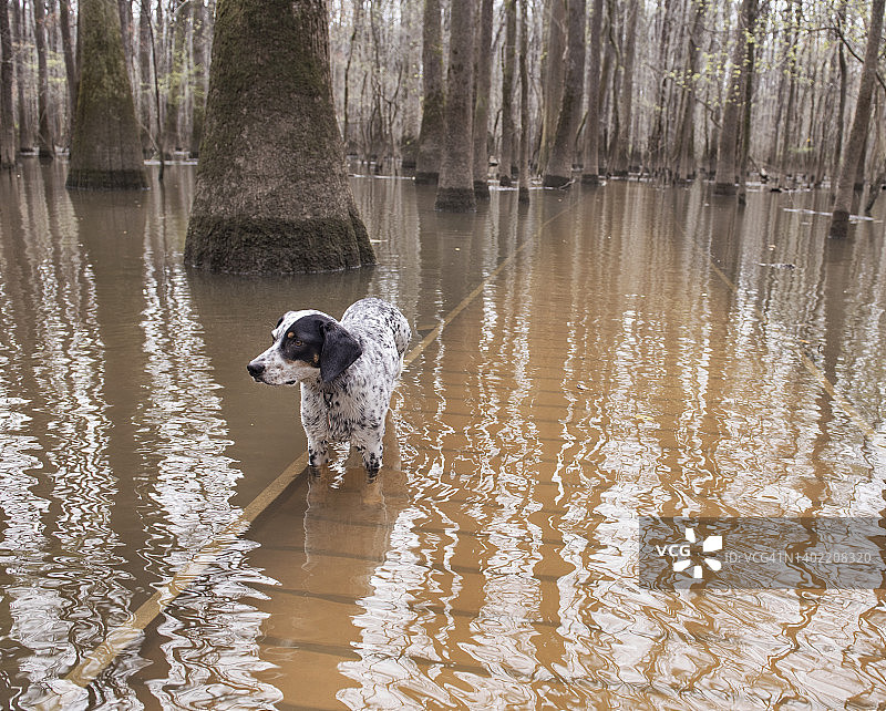 我的狗在被洪水淹没的木板路上徘徊，无惧蛇和鳄鱼图片素材