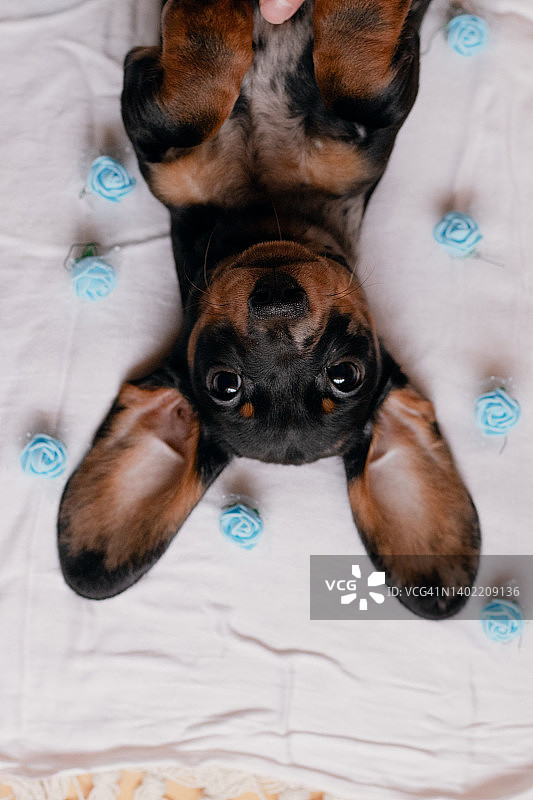 蓝色花丛中长着大耳朵的小狗图片素材