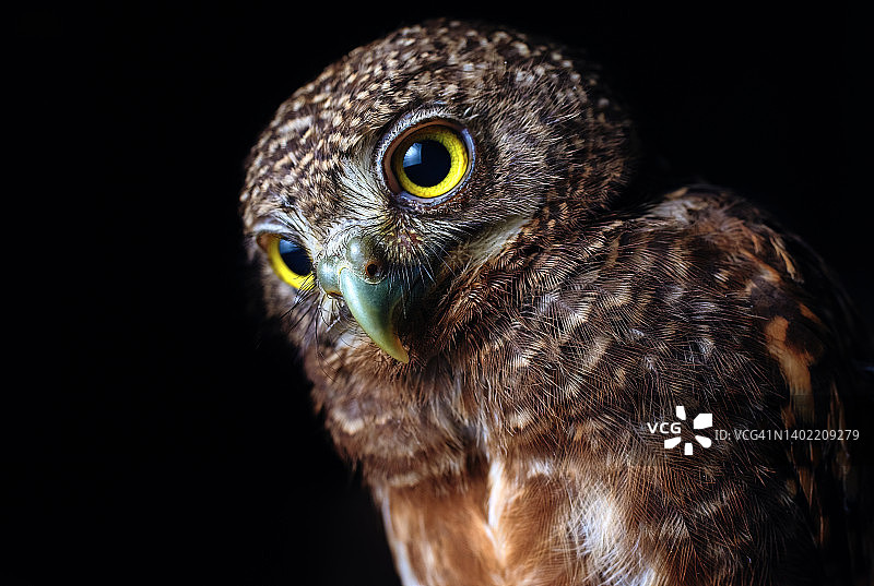 领侏鸱的影棚照图片素材