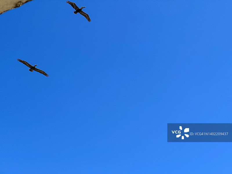 蓝天下的鹈鹕图片素材