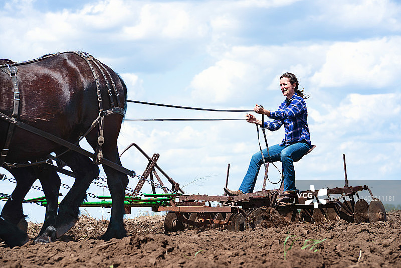 女子用四匹黑色佩尔什马犁地图片素材
